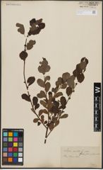 Foto von Salix aurita L.